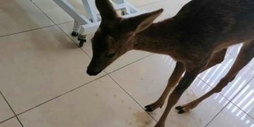 Μικρό Δέρειο: Διάσωση νεαρού ζαρκαδιού από το Δασαρχείο Διδυμοτείχου