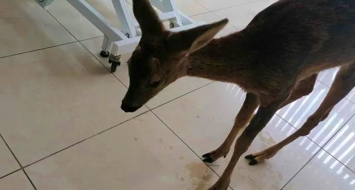 Μικρό Δέρειο: Διάσωση νεαρού ζαρκαδιού από το Δασαρχείο Διδυμοτείχου