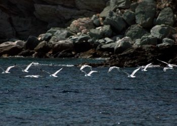 Λήψη μέτρων σε Ροδόπη και Έβρο για την προστασία των πτηνών και των οικοσυστημάτων