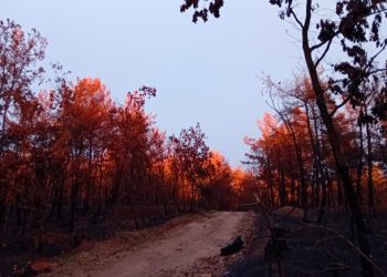 Οικολογική Εταιρεία Έβρου: Έκδήλωση με θέμα “Η εξέλιξη της δασικής προστασίας”