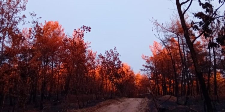 Οικολογική Εταιρεία Έβρου: Έκδήλωση με θέμα “Η εξέλιξη της δασικής προστασίας”
