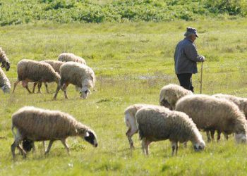 Κτηνοτρόφοι ΑΜΘ: Ζητούν την άμεση εξόφληση συνδεδεμένων ενισχύσεων