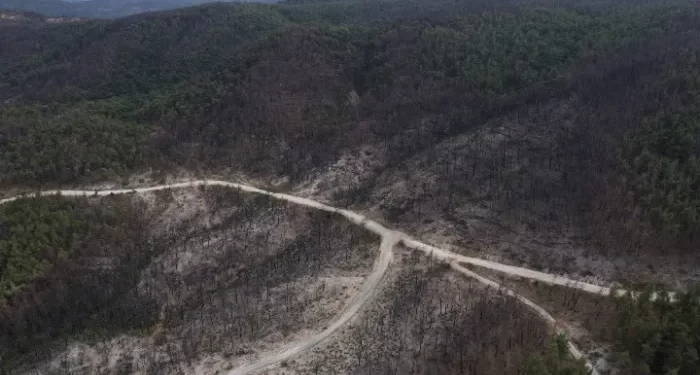 Αλλαγές στο έδαφος των καμένων εκτάσεων της Δαδιάς – Νέα δεδομένα