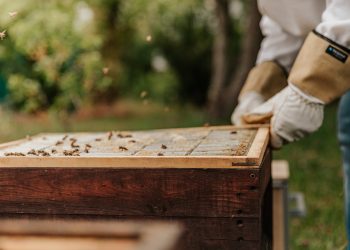 Πρόεδρος Μελισσοκομικού Συλλόγου Έβρου: Η μελισσοκομία στον Έβρο μετά τη μεγαλύτερη πυρκαγιά της Ευρώπης