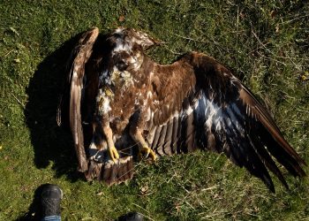 Δηλητηρίαση Χρυσαετών στον Έβρο