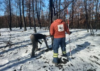 Η WWF εκπόνησε μελέτη αποκατάστασης του δάσους της Δαδιάς – Τι περιλαμβάνει