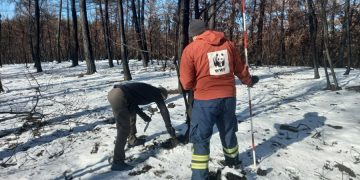 Η WWF εκπόνησε μελέτη αποκατάστασης του δάσους της Δαδιάς – Τι περιλαμβάνει