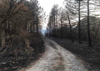 Ειδική Επιτροπή Ανασυγκρότησης του Έβρου: Η 3η συνάντηση σήμερα στη Δαδιά