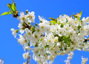 Μετατίθεται η αργία της Πρωτομαγιάς λόγω Μεγάλης Εβδομάδας – Δείτε πότε