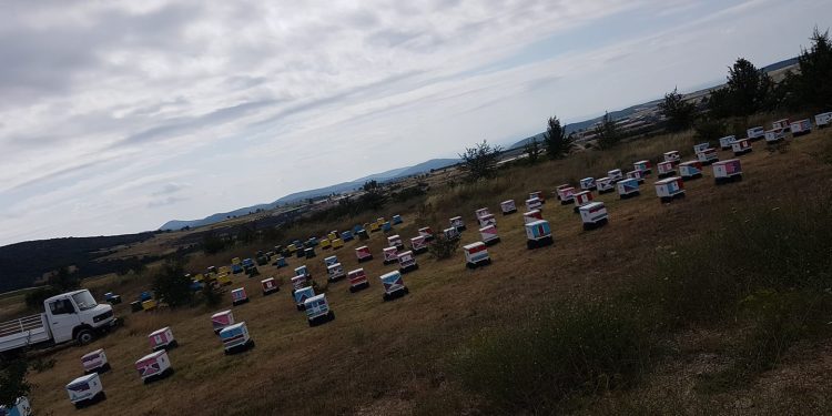 Μέσα από τις στάχτες του Έβρου αναγεννήθηκε το πολυβραβευμένο μέλι του Αλεξανδρουπολίτη Γ.Καραφυλλίδη