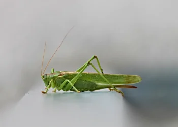 Ακριδόπληκτες κρίθηκαν οι περιοχές Συκορράχης και Κίρκης του Δήμου Αλεξανδρούπολης