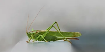 Ακριδόπληκτες κρίθηκαν οι περιοχές Συκορράχης και Κίρκης του Δήμου Αλεξανδρούπολης