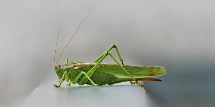 Ακριδόπληκτες κρίθηκαν οι περιοχές Συκορράχης και Κίρκης του Δήμου Αλεξανδρούπολης