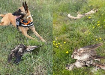 Μαζική δηλητηρίαση ζώων στον Έβρο – Ανάμεσά τους προστατευόμενα είδη