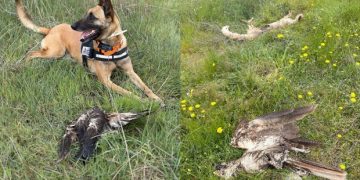 Μαζική δηλητηρίαση ζώων στον Έβρο – Ανάμεσά τους προστατευόμενα είδη