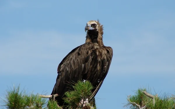 Δάσος Δαδιάς – Λευκίμης – Σουφλίου: Τα αρπακτικά φωλιάζουν ξανά μετά την πυρκαγιά