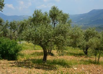 Την Τετάρτη οι προκαταβολές σε δικαιούχους πυρόπληκτους του Έβρου