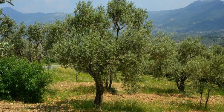 Την Τετάρτη οι προκαταβολές σε δικαιούχους πυρόπληκτους του Έβρου