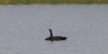Μαύρος κύκνος εντοπίστηκε στο Δέλτα του Έβρου