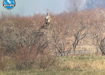 Διάσωση μικρού θαλασσαετού στον Έβρο