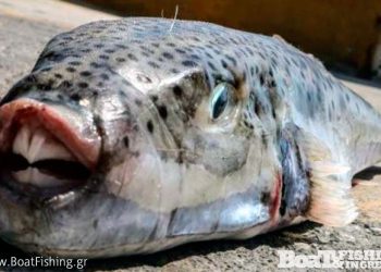 Κρήτη: Οι λαγοκέφαλοι πολλαπλασιάζονται επικίνδυνα – Απειλή για τους λουόμενους