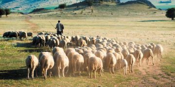 Σε απόγνωση οι Κτηνοτρόφοι του Έβρου