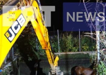 Ροδόπη: Πυροσβέστες και εθελοντές διέσωσαν άγριο άλογο που έπεσε σε δεξαμενή άρδευσης