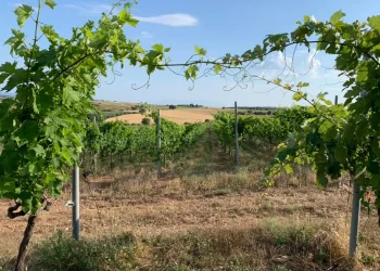 Αμπελώνες Χατζησάββα: Το οινοποιείο από την Αλεξανδρούπολη που εμπιστεύεται τη σοφία της φύσης