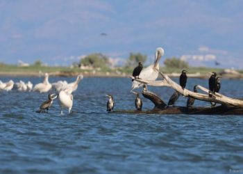 Ο Φαγάνας από τις Πρέσπες στο Δέλτα του Έβρου