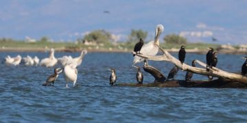 Ο Φαγάνας από τις Πρέσπες στο Δέλτα του Έβρου