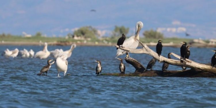 Ο Φαγάνας από τις Πρέσπες στο Δέλτα του Έβρου