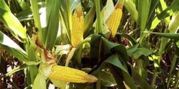 ΓΕΩΤΕΕ Θράκης: Δυσοίωνα τα μηνύματα για τις αποδόσεις των φετινών καλλιεργειών