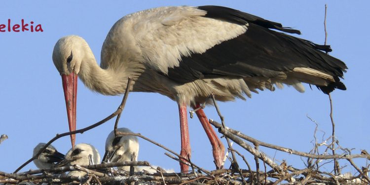 Ολοκληρώθηκε η Εθνική Απογραφή Λευκών Πελαργών