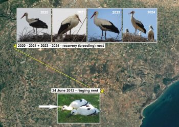 Στη Θράκη ο μεγαλύτερος σε ηλικία δακτυλιωμένος πελαργός στην Ελλάδα