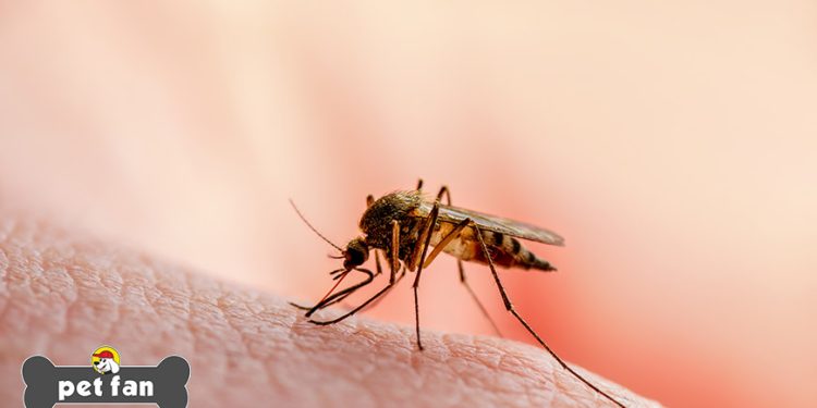 Ο ιός του Δυτικού Νείλου έφτασε στην Αλεξανδρούπολη – Τρία κρούσματα μέχρι στιγμής