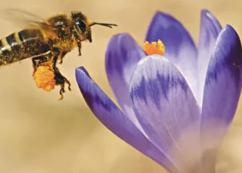 Χωρίς τα έντομα θα άδειαζαν τα σούπερ μάρκετ
