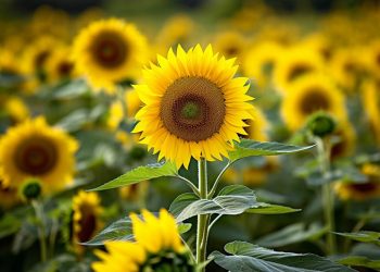 Η κλιματική αλλαγή στη Θράκη και οι επιπτώσεις στον πρωτογενή τομέα και στη φύση