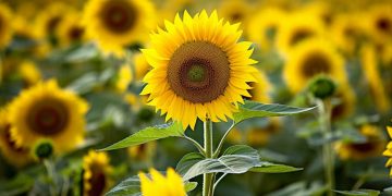 Η κλιματική αλλαγή στη Θράκη και οι επιπτώσεις στον πρωτογενή τομέα και στη φύση