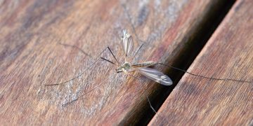 ΕΟΔΥ: 12 θάνατοι από τον ιό του Δυτικού Νείλου από τις αρχές του έτους