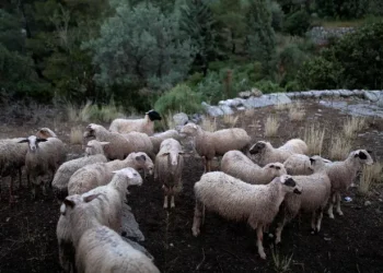Κρούσμα πανώλης αιγοπροβάτων στη Ροδόπη