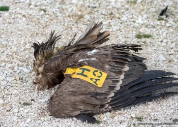 Αποκεφαλισμός γύπα από ανεμογεννήτρια στα Ακαρνανικά Όρη