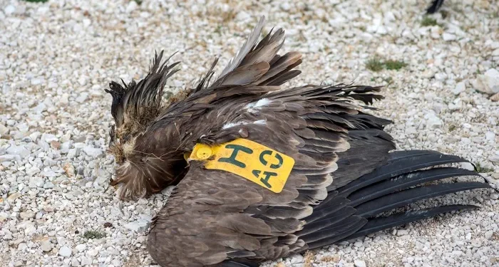 Αποκεφαλισμός γύπα από ανεμογεννήτρια στα Ακαρνανικά Όρη