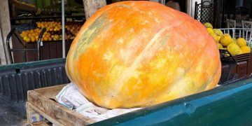 Ορεστιάδα: Παραγωγός έβγαλε Κολοκύθα 240 κιλών (Photos)