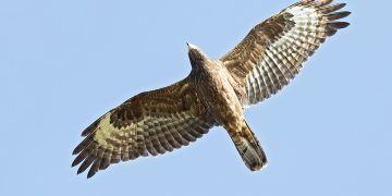 Ακόμη ένας θάνατος από ανεμογεννήτρια στη Θράκη