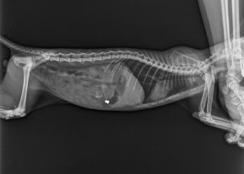 ΣΟΚ στην Αλεξανδρούπολη: Πυροβόλησαν και σκότωσαν γατάκι