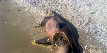 Ντροπιαστική εικόνα από νεκρό δελφίνι που παραμένει άταφο σε παραλία της Μάκρης