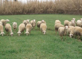 Η Νέα Περιφερειακή Αναγέννηση καταγγέλει τη Διοίκηση Τοψίδη για τον διαγωνισμό προμήθειας ζωοτροφών στους πληγέντες