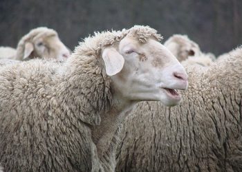 Σαμοθράκη: Υποψία καταρροϊκού πυρετού σε πρόβατο στην Παχιά Άμμο