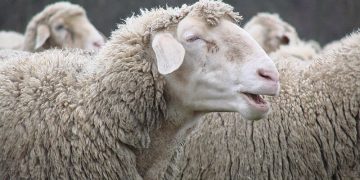 Σαμοθράκη: Υποψία καταρροϊκού πυρετού σε πρόβατο στην Παχιά Άμμο