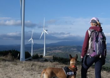 Μελέτη για τα θύματα των αιολικών πάρκων στη Θράκη με τη βοήθεια εκπαιδευμένων σκύλων